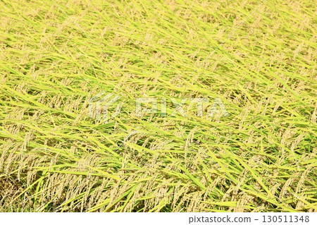 大米早收 130511348