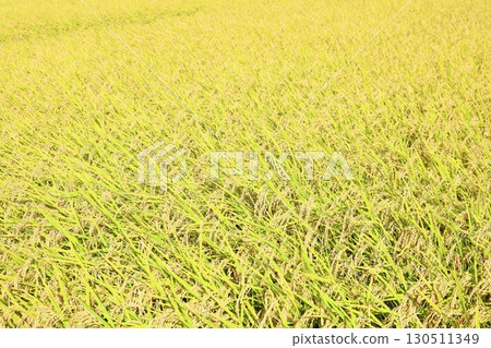 大米早收 130511349