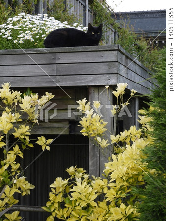 black cat, cat, pussy 130511355