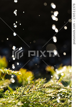 Drops of light and evergreen splendor - Tsurugaoka Hachimangu Shrine Drops of light and evergreen splendor - Tsurugaoka Hachimangu Shrine 130511378