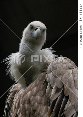 Simple Portrait of Griffon vulture 130511432