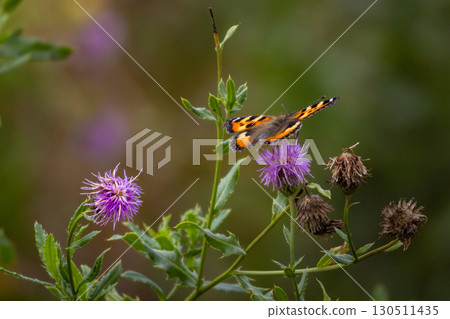 Butterfly on Succisa pratensis flowers 130511435