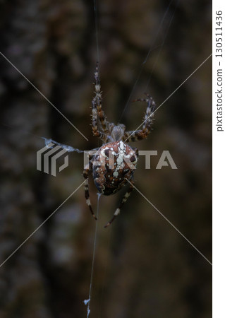 Spider on spider web with dark background. 130511436