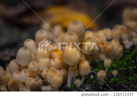 Coprinellus disseminatus mushrooms in the wild 130511437