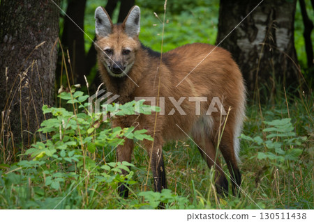 Maned wolf (Chrysocyon brachyurus). Wild life animal. 130511438