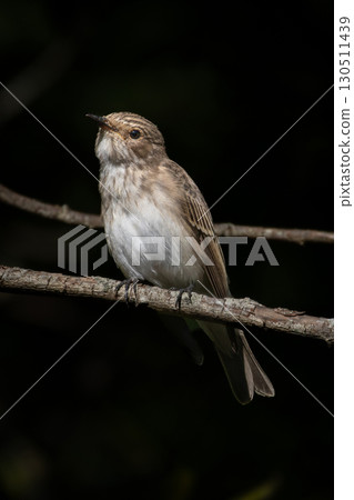 A small gray flycatcher from the flycatcher family is a small passerine bird. 130511439