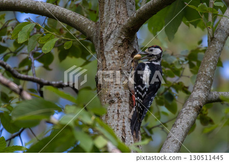 Greater Spotted Woodpecker  with nut 130511445