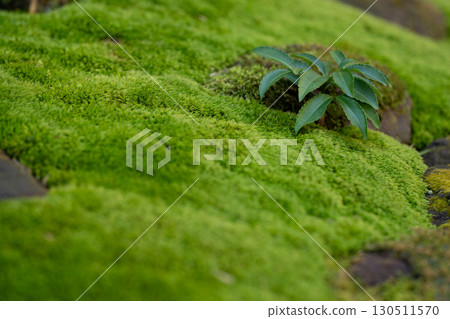 Green sprouts from the mossy earth Green sprouts from the mossy earth 130511570