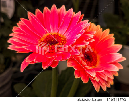 Red gerbera flower Red gerbera flower 130511790