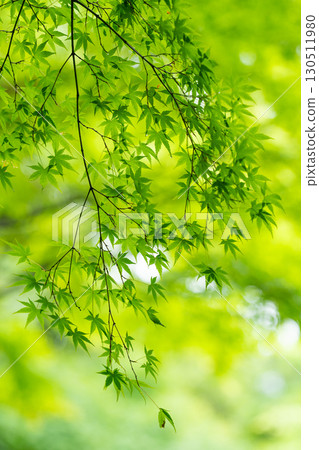 長谷寺的新綠與初夏的光芒 130511980