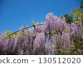  紫藤花 130512020
