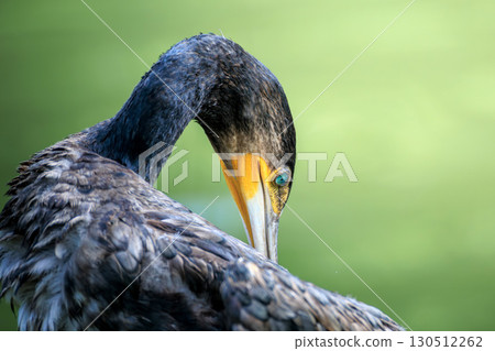 Close-up of a Great Cormorant 130512262