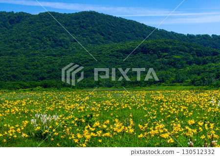 Oguni, Kumagura-machi, Kitakata-shi, Fukushima Prefecture The green and blue sky of the Nikko-kisuge colony in full bloom and the surrounding mountains covering the Oguni-numa Marsh 130512332