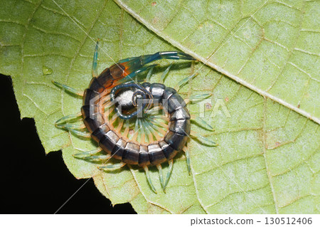 葉子上的小蜈蚣 130512406