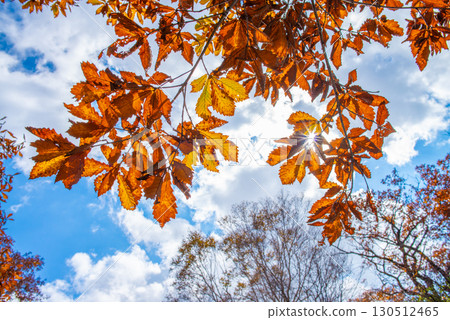Autumn Akagi-yama Autumn Akagi-yama 130512465