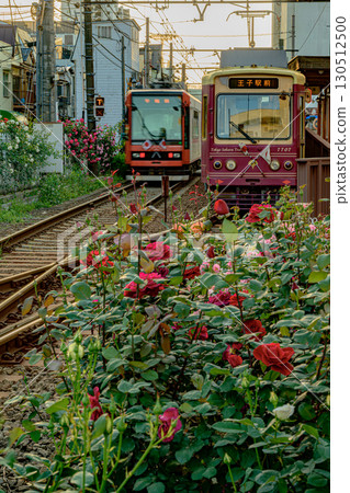 Roses and trains (Toden Arakawa Line Minowabashi Station) Roses and trains (Toden Arakawa Line Minowabashi Station) 130512500
