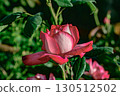 Roses (Toden Arakawa Line Minowabashi Station) 130512502