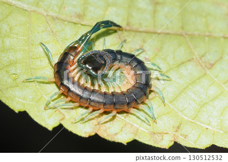 Small centipede on a leaf 130512532