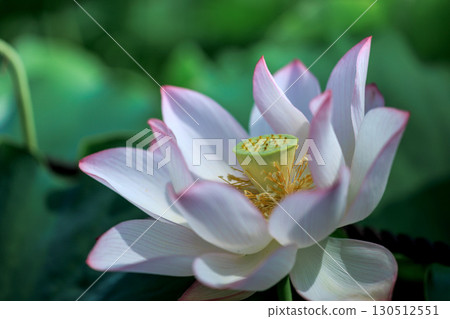 Atomic lotus 130512551