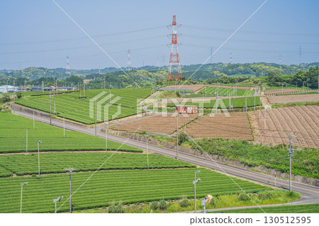 A view of tea fields from a hill in Kikugawa City (Shizuoka Prefecture) 130512595