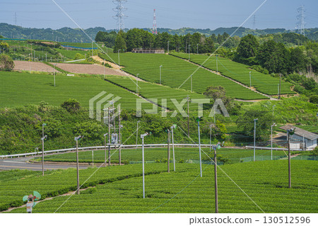 A view of tea fields from a hill in Kikugawa City (Shizuoka Prefecture) 130512596
