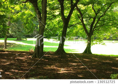 鬱鬱蔥蔥、令人放鬆的公園 鬱鬱蔥蔥、令人放鬆的公園 130512725