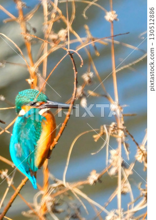 Kingfishers coexisting in the city 130512886