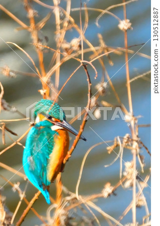 Kingfishers coexisting in the city 130512887