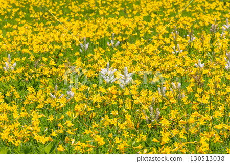 Day lilies in full bloom and white cotton-like lilies of the valley cover the Oguni Marsh in Oguni, Kumakura-cho, Kitakata City, Fukushima Prefecture. 130513038