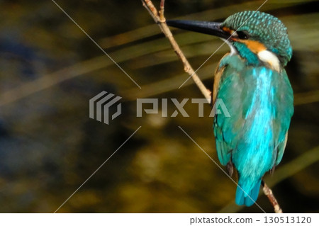 Kingfishers coexisting in the city Kingfishers coexisting in the city 130513120