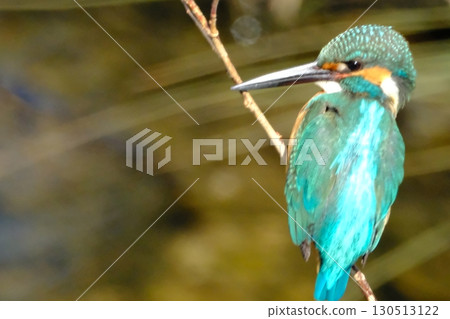 翠鳥在城市中共存 130513122