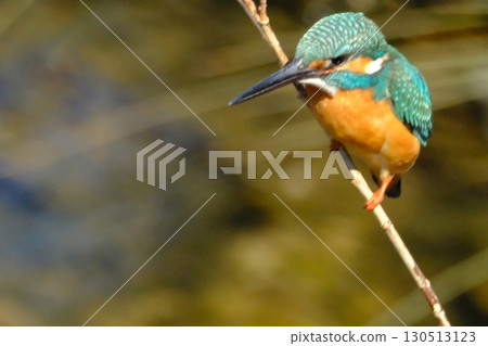 Kingfishers coexisting in the city 130513123
