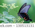 鳳蝶Macilentus 130513131