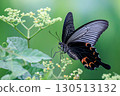 鳳蝶Macilentus 130513132
