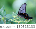 鳳蝶Macilentus 130513133