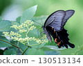 鳳蝶Macilentus 130513134