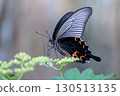 鳳蝶Macilentus 130513135
