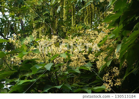 梧桐花及花蕾 - 2025 130513184