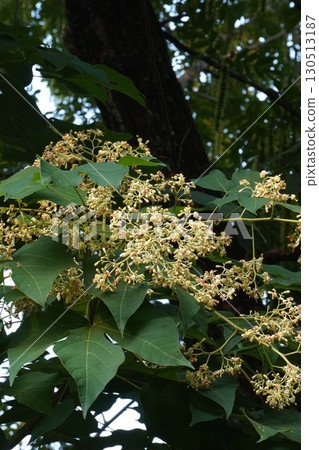 梧桐花及花蕾 - 2025 130513187