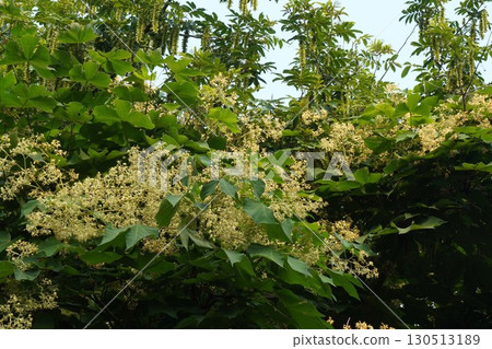 梧桐花及花蕾 - 2025 130513189