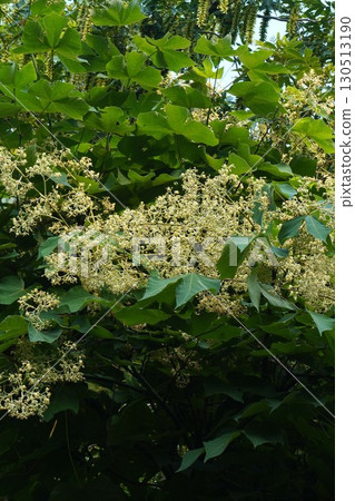 梧桐花及花蕾 - 2025 梧桐花及花蕾 - 2025 130513190