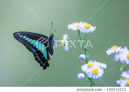 Aosiagehaha 130513211