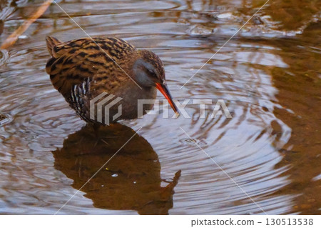 城市中共存的軌道 130513538