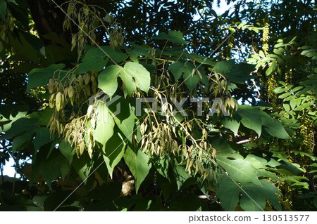 梧桐樹的幼果，2025年 130513577