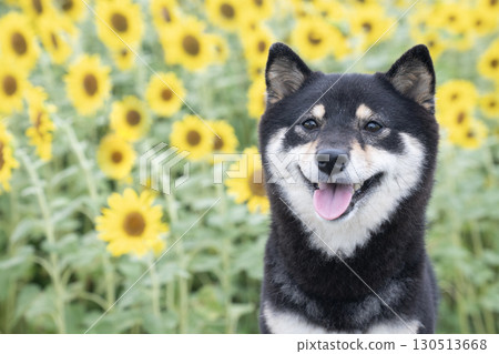 清晨，向日葵田裡，一隻微笑的豆柴 130513668