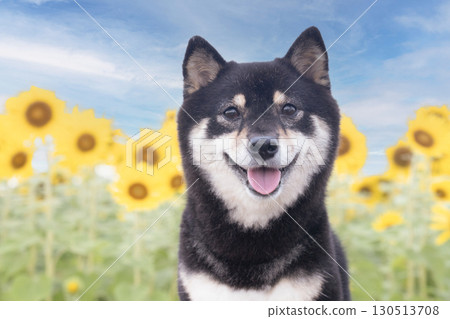 A smiling Mameshiba in a sunflower field in the early morning 130513708