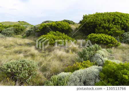 Walking path graveled in green bushes at 12 Apostles National Park Victoria, Australia. Walking path graveled in green bushes at 12 Apostles National Park Victoria, Australia. 130513766