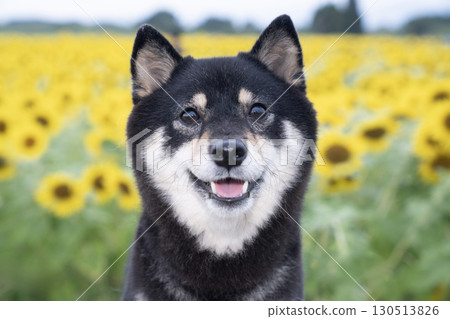 A smiling Mameshiba in a sunflower field in the early morning 130513826