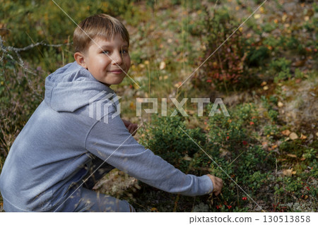 A boy is picking lingonberries in the forest 130513858