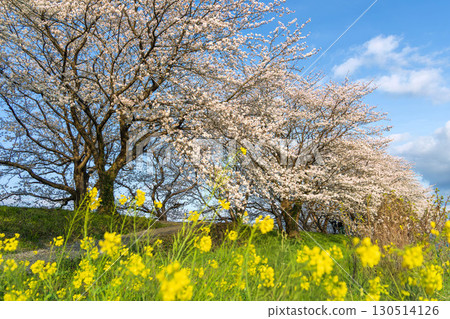 Row of cherry trees Row of cherry trees 130514126